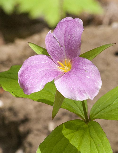 Trillium Turning Pink